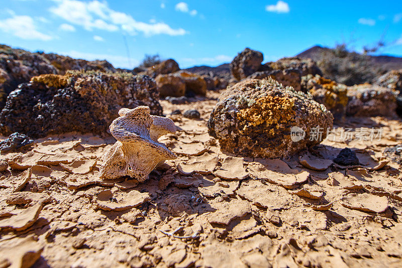 山羊椎骨在malpais Grande，靠近Caldera de los Arrabales volcano, Fuerteventura